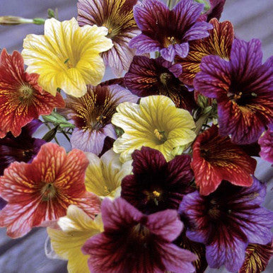 painted tongue flower seeds Painted Tongue