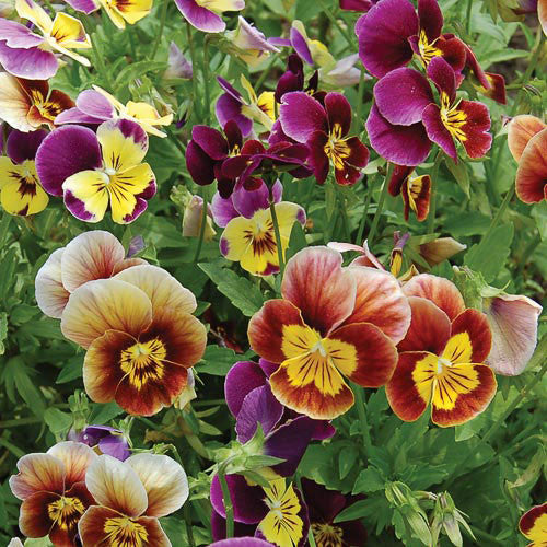 plants are purple apotheke Flower, Historic Pansies Mix
