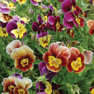 vilmorin flower seeds Flower, Historic Pansies Mix