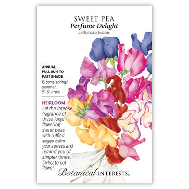 sweet pea flower seed Sweet Pea Perfume Delight
