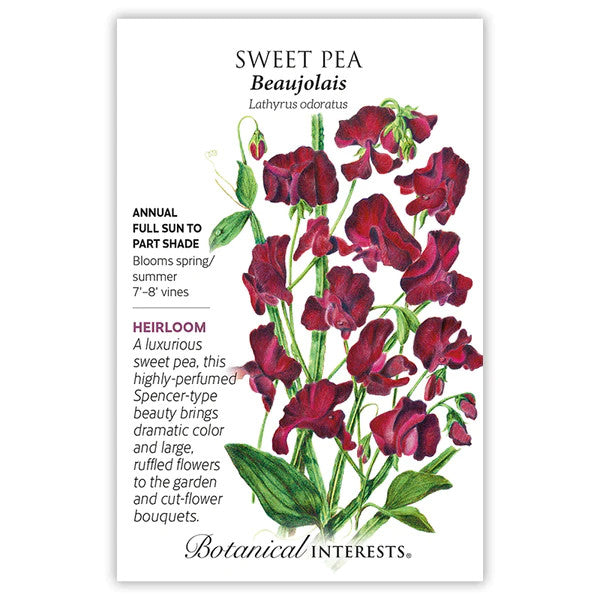 Botanical Interests - Sweet Pea Beaujolais