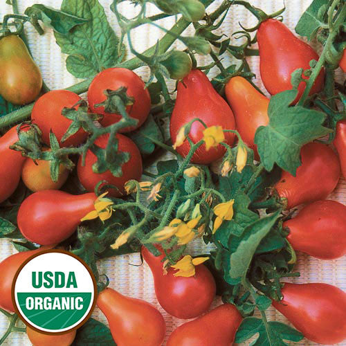 Seed Savers - Red Fig Tomato