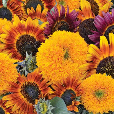 mixed sunflower seeds for planting Seed Savers Exchange Sunflower, Sunflower Mixture