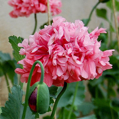 Heritage Farm Poppy | Seed Savers  NYBG SHOP