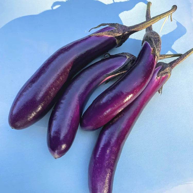 Ping Tung Eggplant | Hudson Valley Seed Co – NYBG SHOP