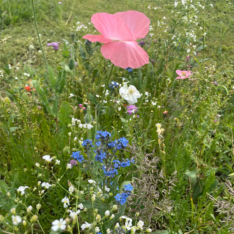 seed shaker wildflower mix Shady Meadow Wildflower Mix Seed Shaker