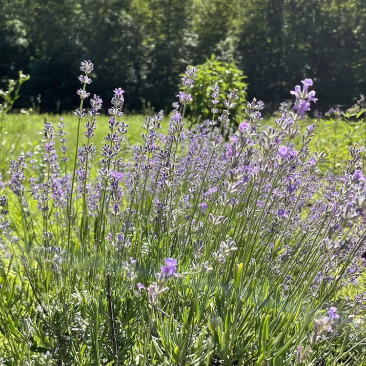 Munstead Lavender Seeds Art Pack