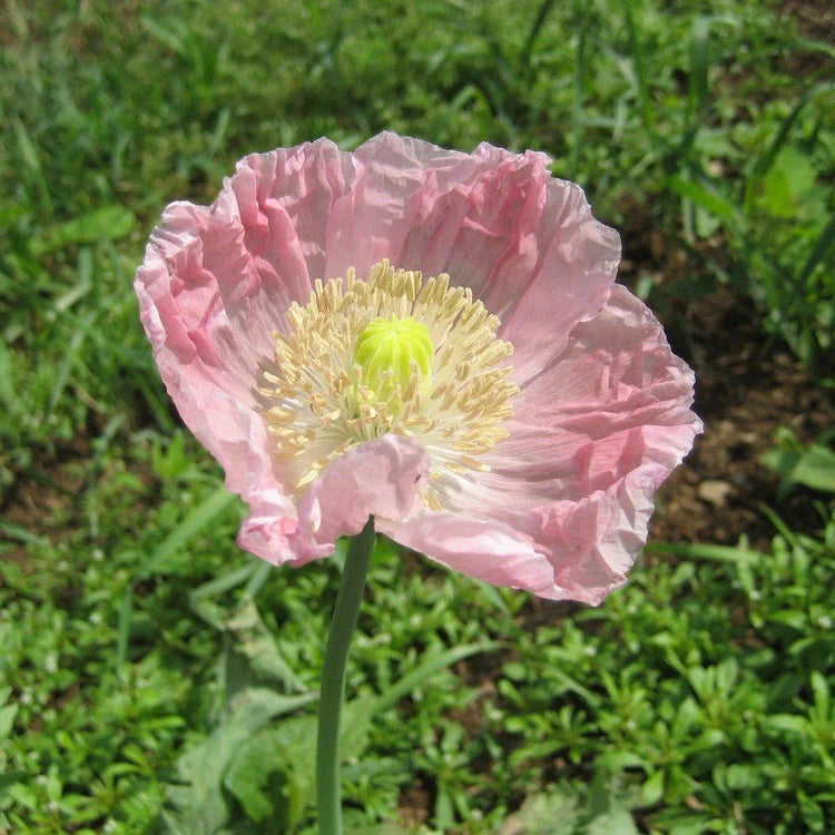 poppy flower seed mix Breadseed Poppy Mix