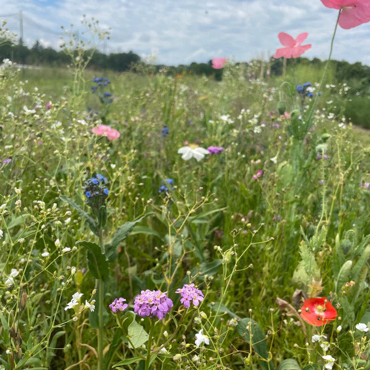 seed shaker wildflower mix Shady Meadow Wildflower Mix Seed Shaker