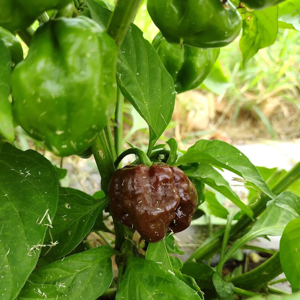 True Love Seeds - Chocolate Scotch Bonnet