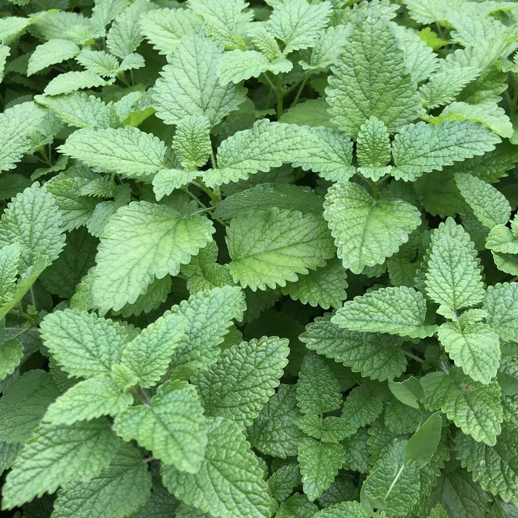 lemon balm ozempic Lemon Balm