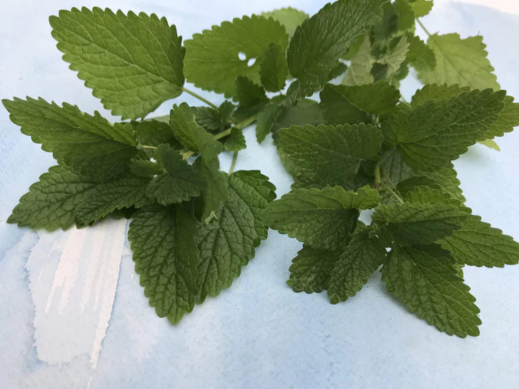 Lemon Balm
