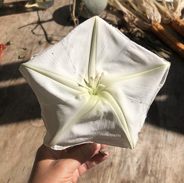 Hudson Valley Seeds Moon Flower Seeds