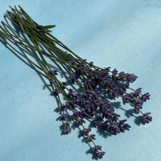 munstead lavender seeds Munstead Lavender Seeds Art Pack