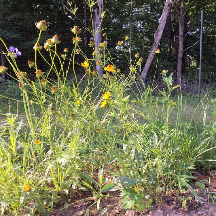 new york state wildflower seeds Northeast Native Wildflower Mix Seed Shaker