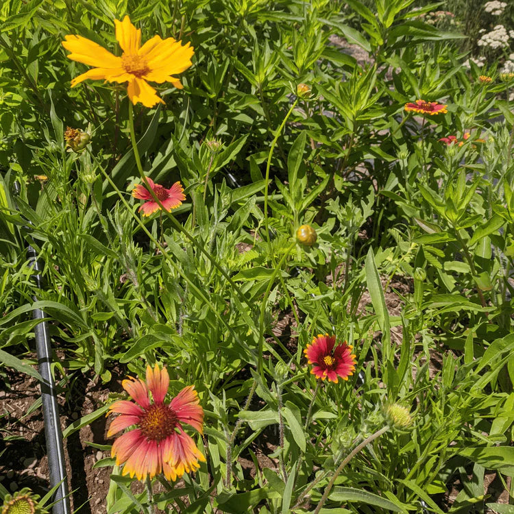 new york wildflowers seeds Northeast Native Wildflower Mix Seed Shaker