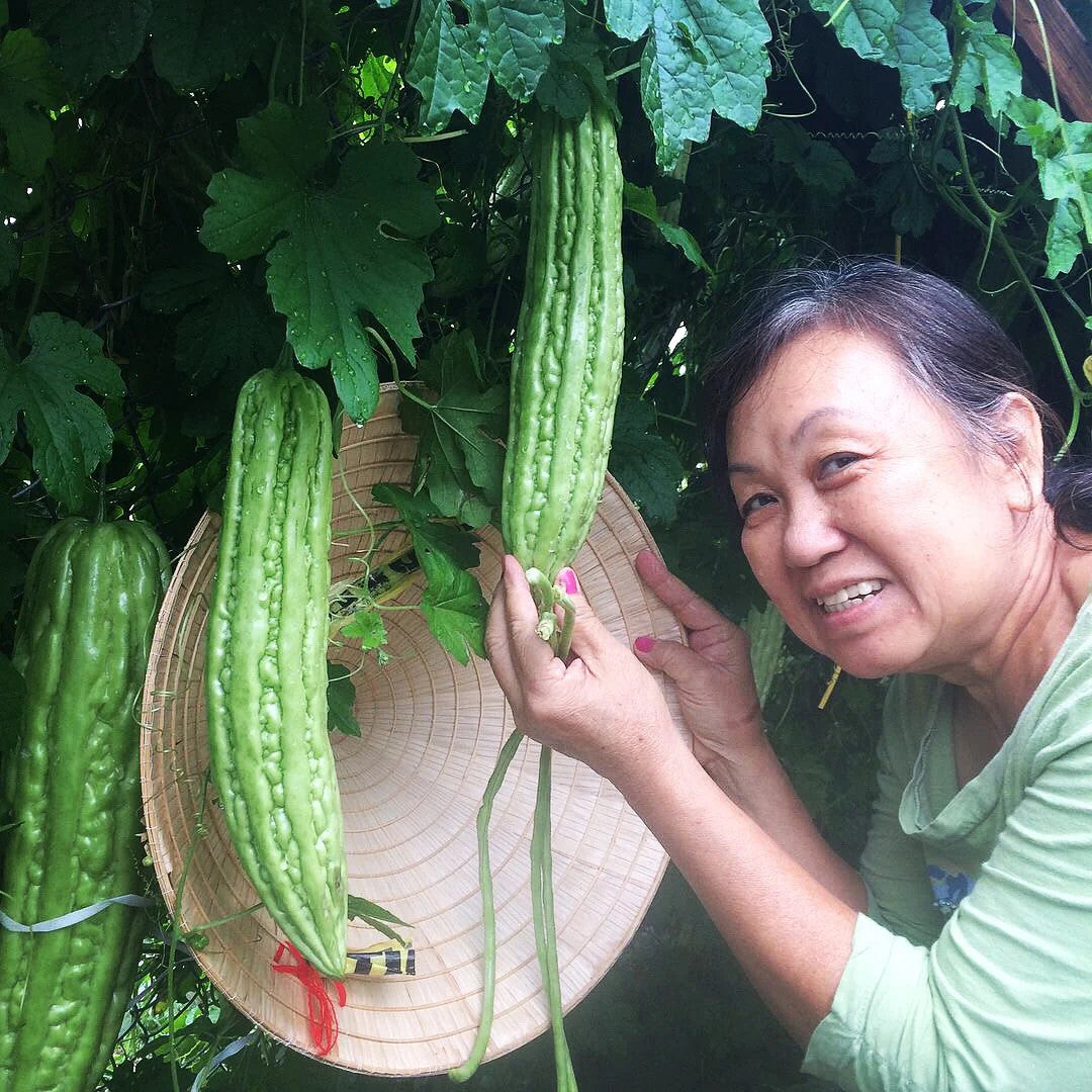 True Love Seeds - Smooth Bitter Melon