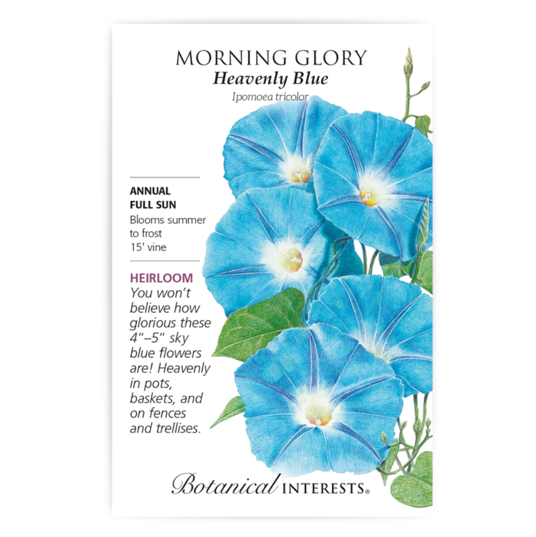 Botanical Interests - Morning Glory Heavenly Blue Seeds
