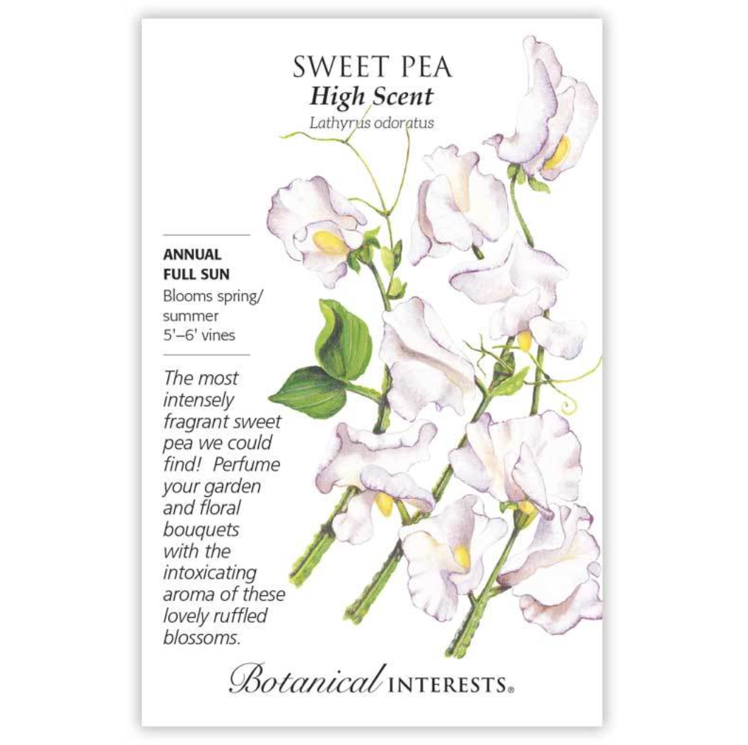 High Scent Sweet Pea