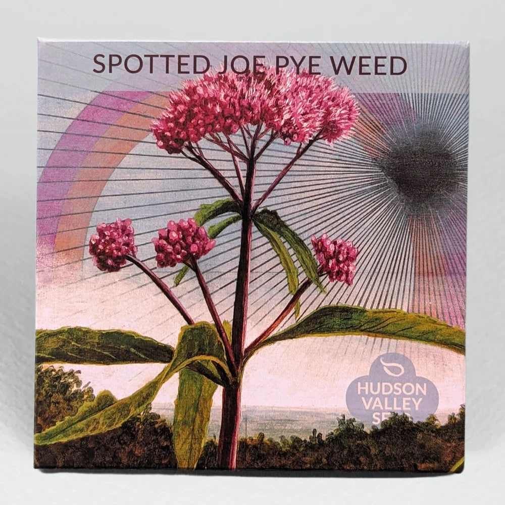Hudson Valley Seed Library - Spotted Joe Pye Weed