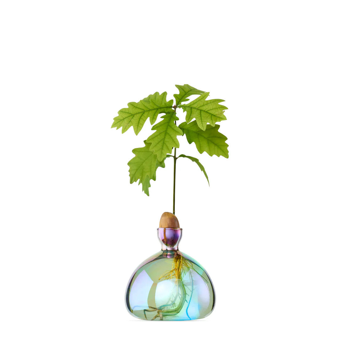 Cosmic Lyra Acorn Vase | Ilex Studio – NYBG SHOP