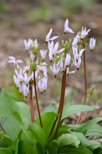 shooting star flower seeds Midland Shooting Star