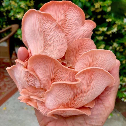 mushroom　0120 Amazon.com : North Spore Organic Shiitake (100 ct) Mushroom