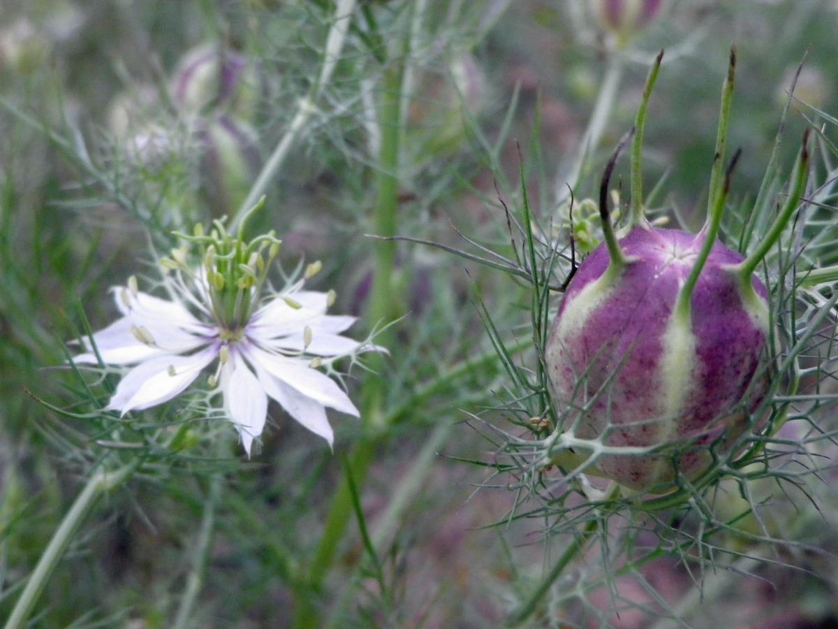 flower seeds eu Love-in-a-Mist Mixed Colors Nigella