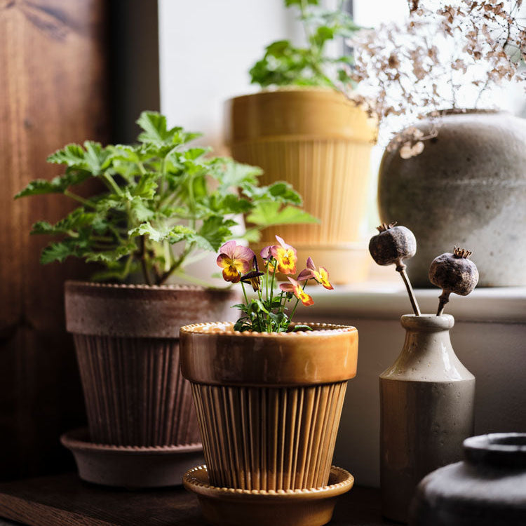 Simona, Large |Bergs Potter – NYBG SHOP