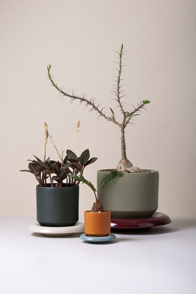 plant pot by nebel Lily