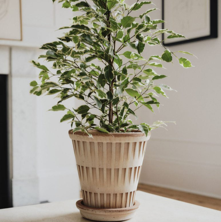 Pantheon | Bergs Potter – NYBG SHOP