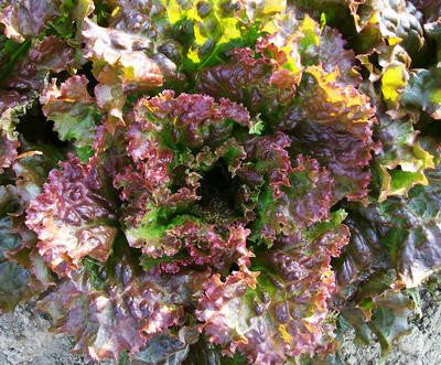 Southern Exposure Seed Exchange - Red Sails Looseleaf Lettuce