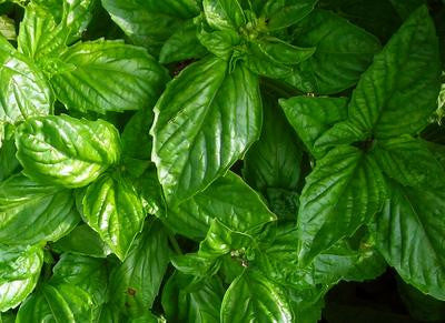 Southern Exposure Seed Exchange - Bolloso Napoletano Basil