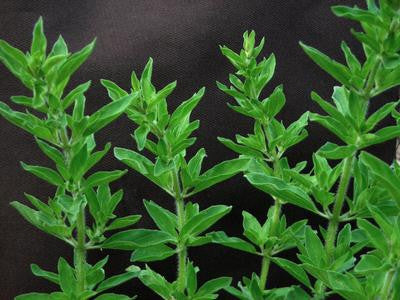 Southern Exposure Seed Exchange - Greek Oregano