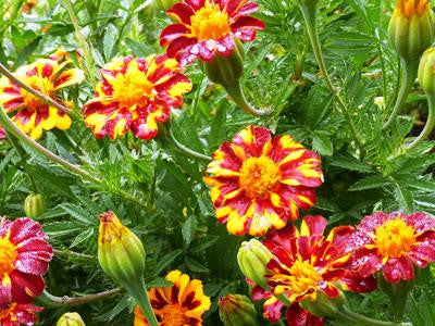 Southern Exposure Seed Exchange - French Marigold Red Metamorph