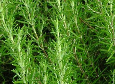 Southern Exposure Seed Exchange - Rosemary