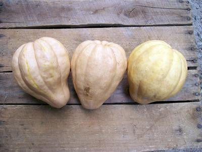 Southern Exposure Seed Exchange - Thelma Sanders Sweet Potato Winter Squash