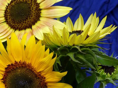 Autumn Beauty Sunflower - Southern Exposure Seed Exchange