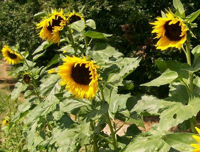 Southern Exposure Seed Exchange - Hopi Dye Sunflower