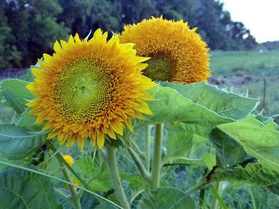 Southern Exposure Seed Exchange - Sunflower Teddy Bear