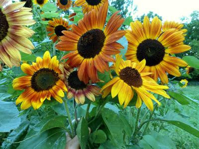 Southern Exposure Seed Exchange - Sunflower Velvet Queen