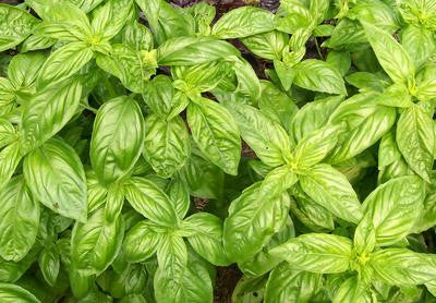 Southern Exposure Seed Exchange - Sweet Genovese Basil