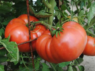 Southern Exposure Seed Exchange - Granny Cantrell Tomato