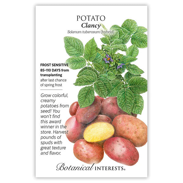 Botanical Interests - Clancy Potato