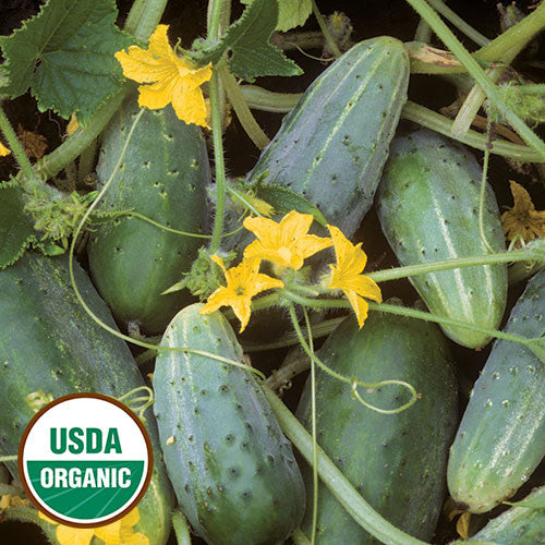 
                  
                    Seed Savers - Bushy Cucumber
                  
                