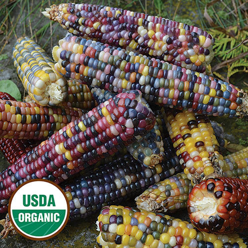 Seed Savers - Glass Gem Corn
