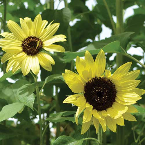 Seed Savers - Lemon Queen Sunflowers