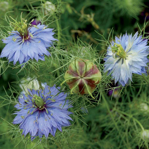 love in the mist flower seeds Love-in-a-Mist "Miss Jekyll" Flower