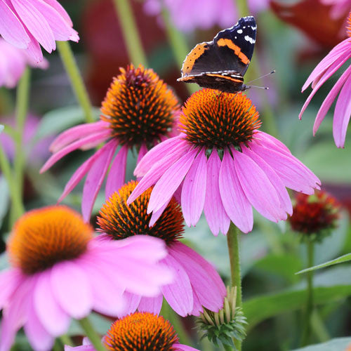 Seed Savers - Purple Coneflower