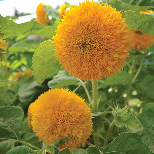 
                  
                    Seed Savers - Teddy Bear Sunflower
                  
                